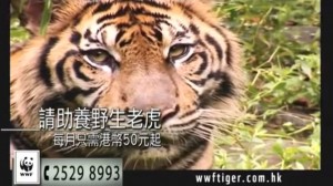 WWF2-300x168