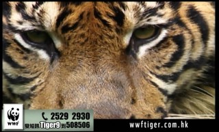 世界自然基金會助養野生老虎電視宣傳片